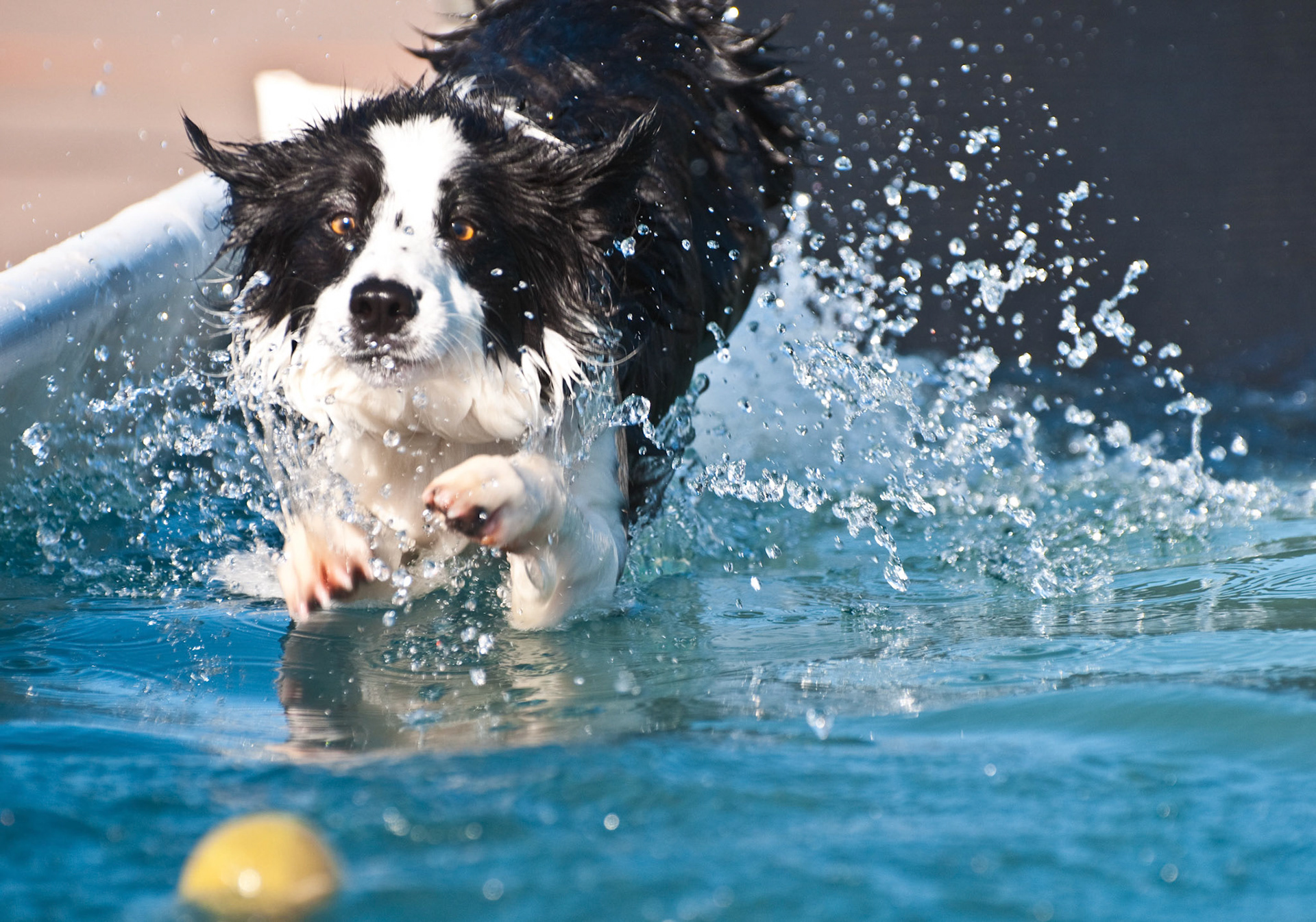 Dog Agility