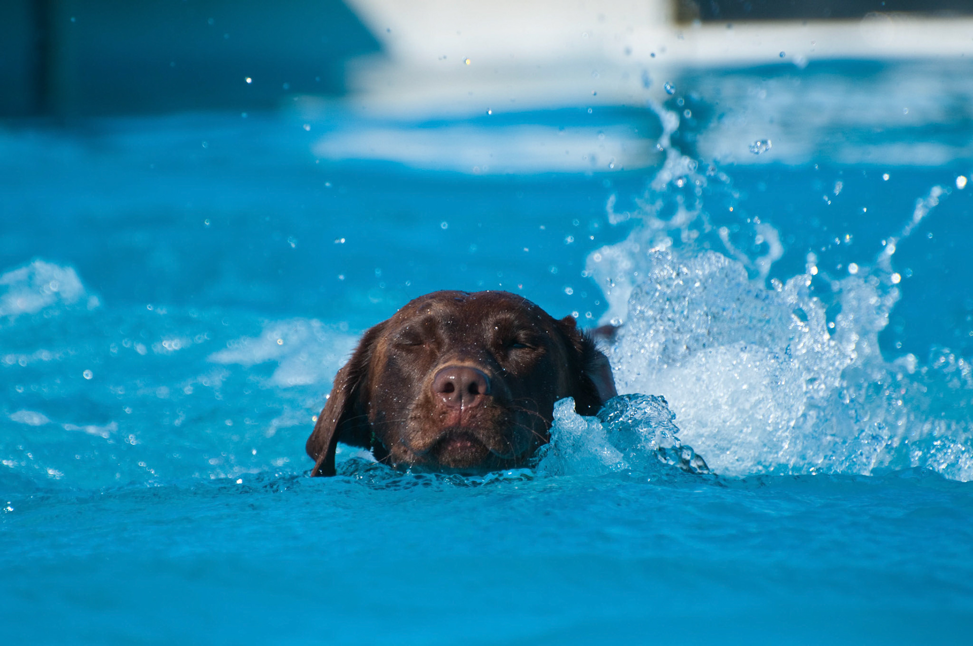 Dog Agility