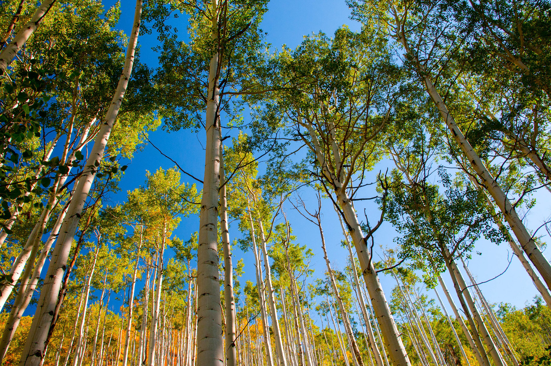 Aspens