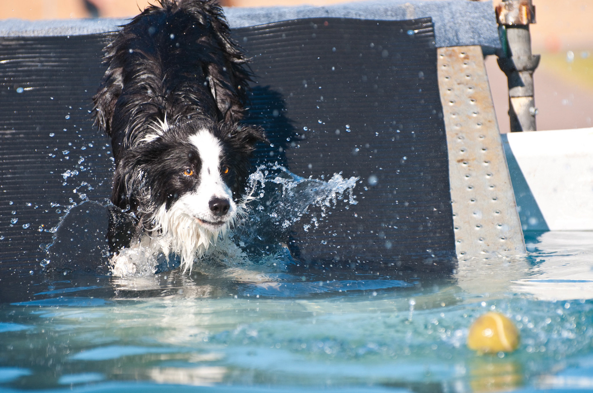 Dog Agility