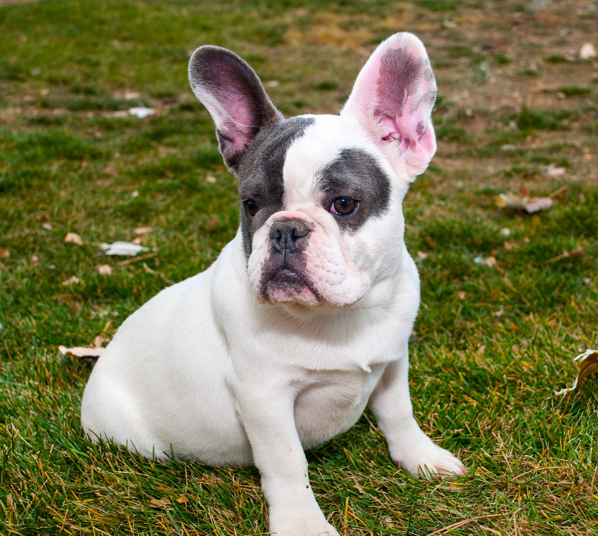French Bulldogs