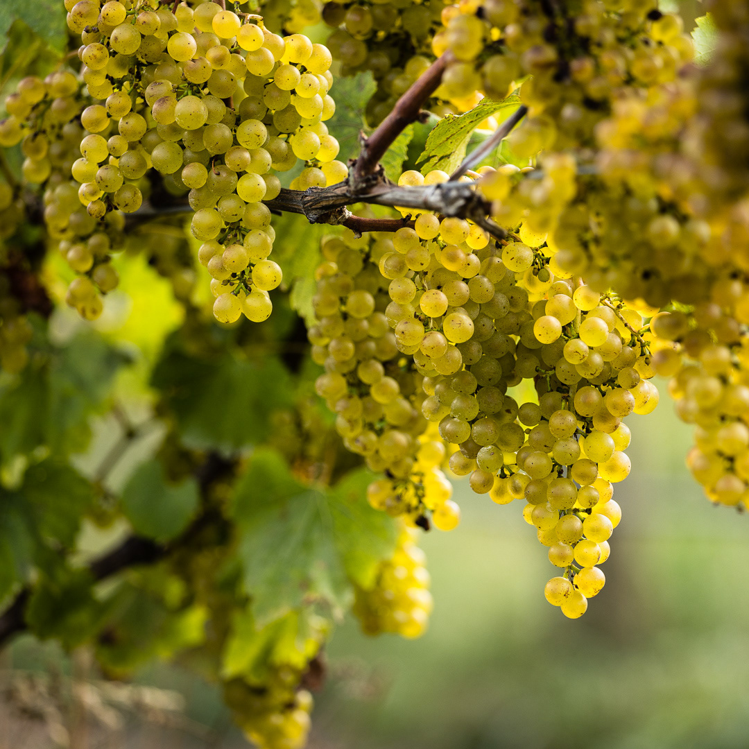 Bountiful Chardonnay