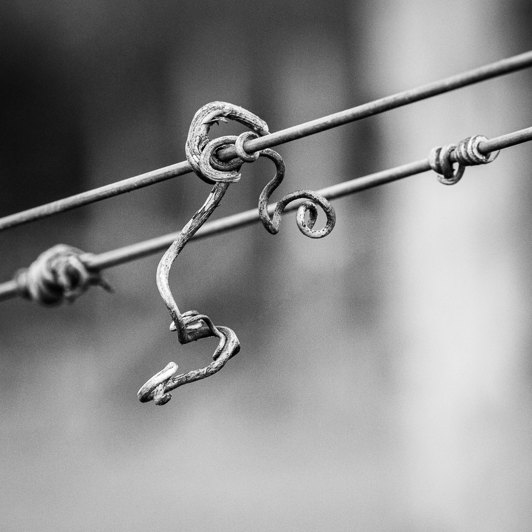 Nature's Wire Art