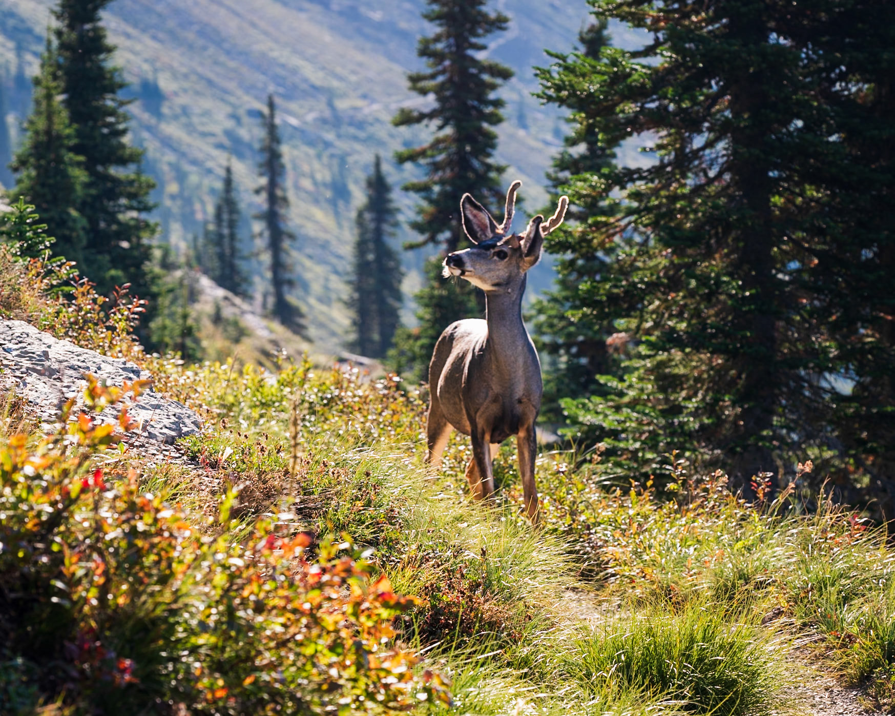 Deers