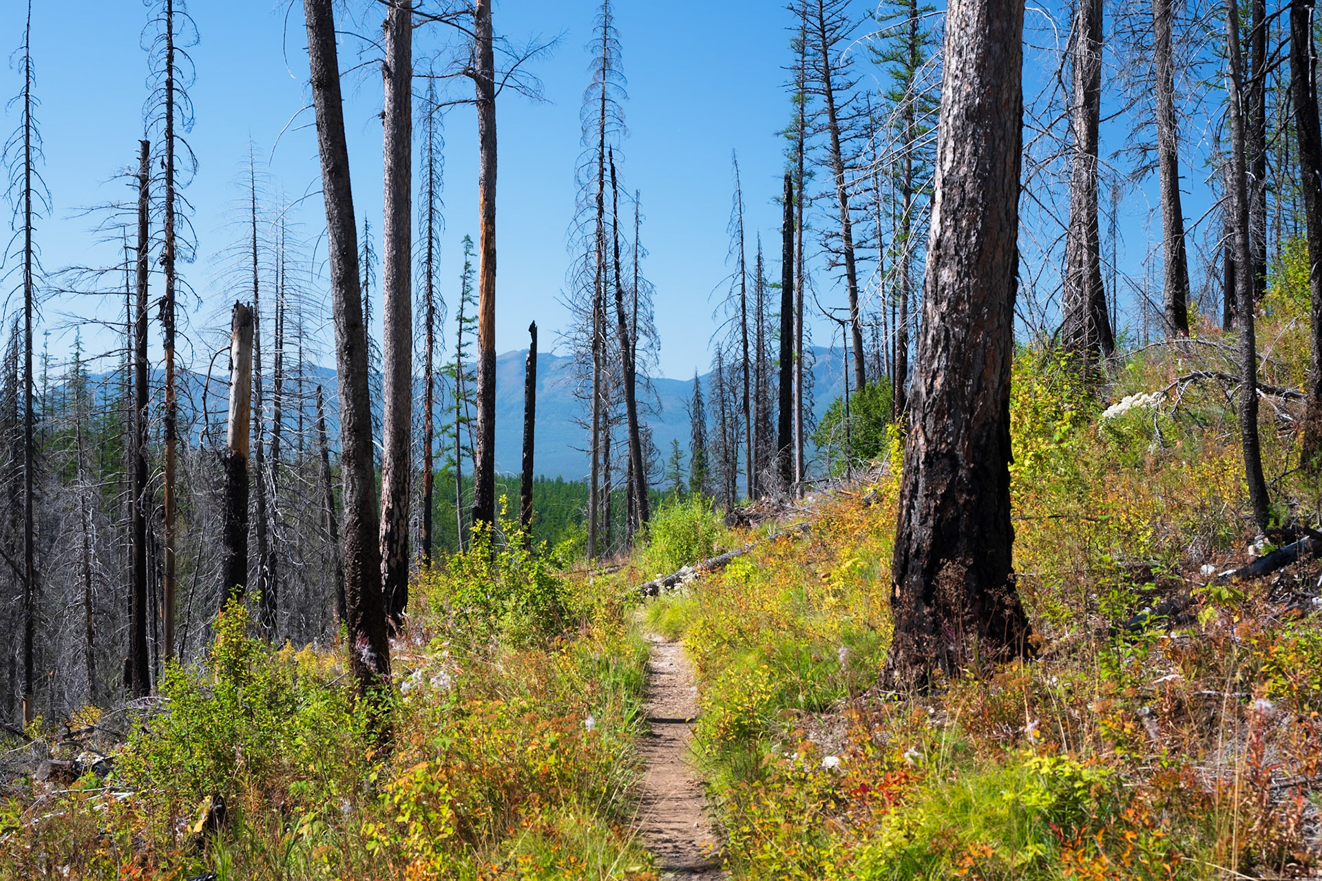 Hike: Snyder Lake