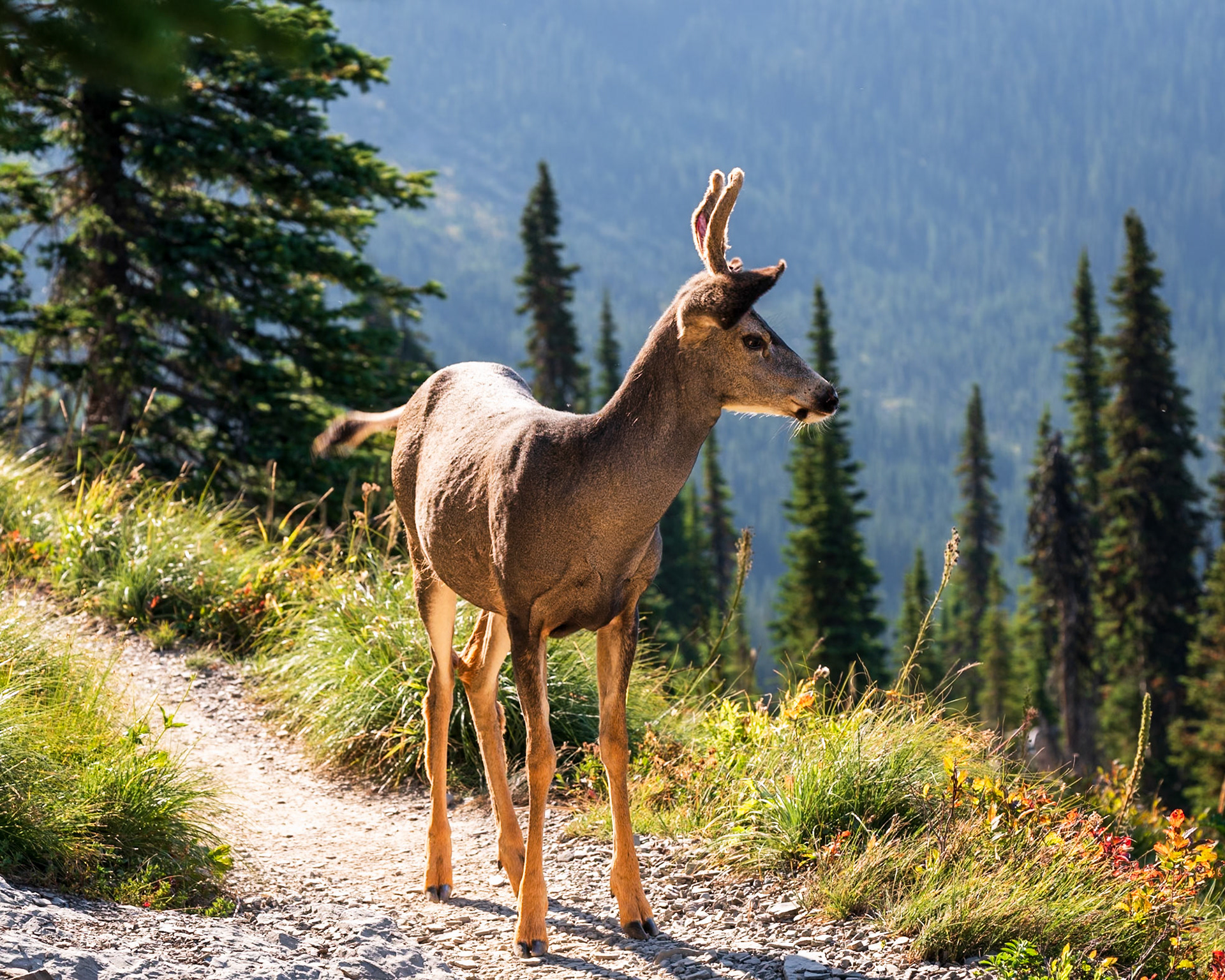 Deers