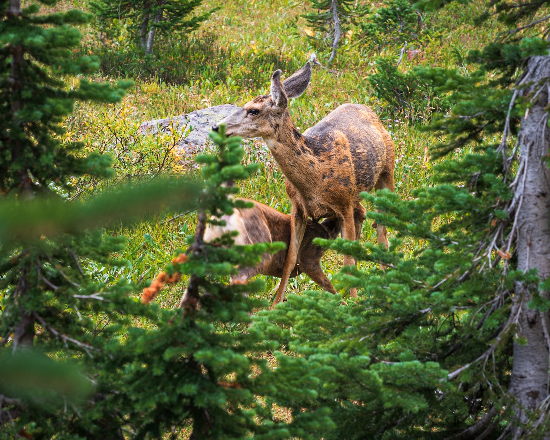 Deers