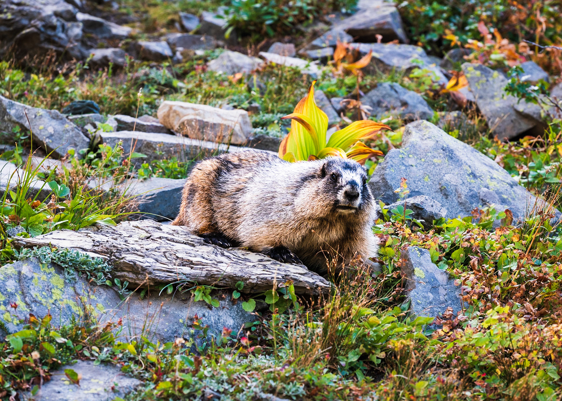 Marmot