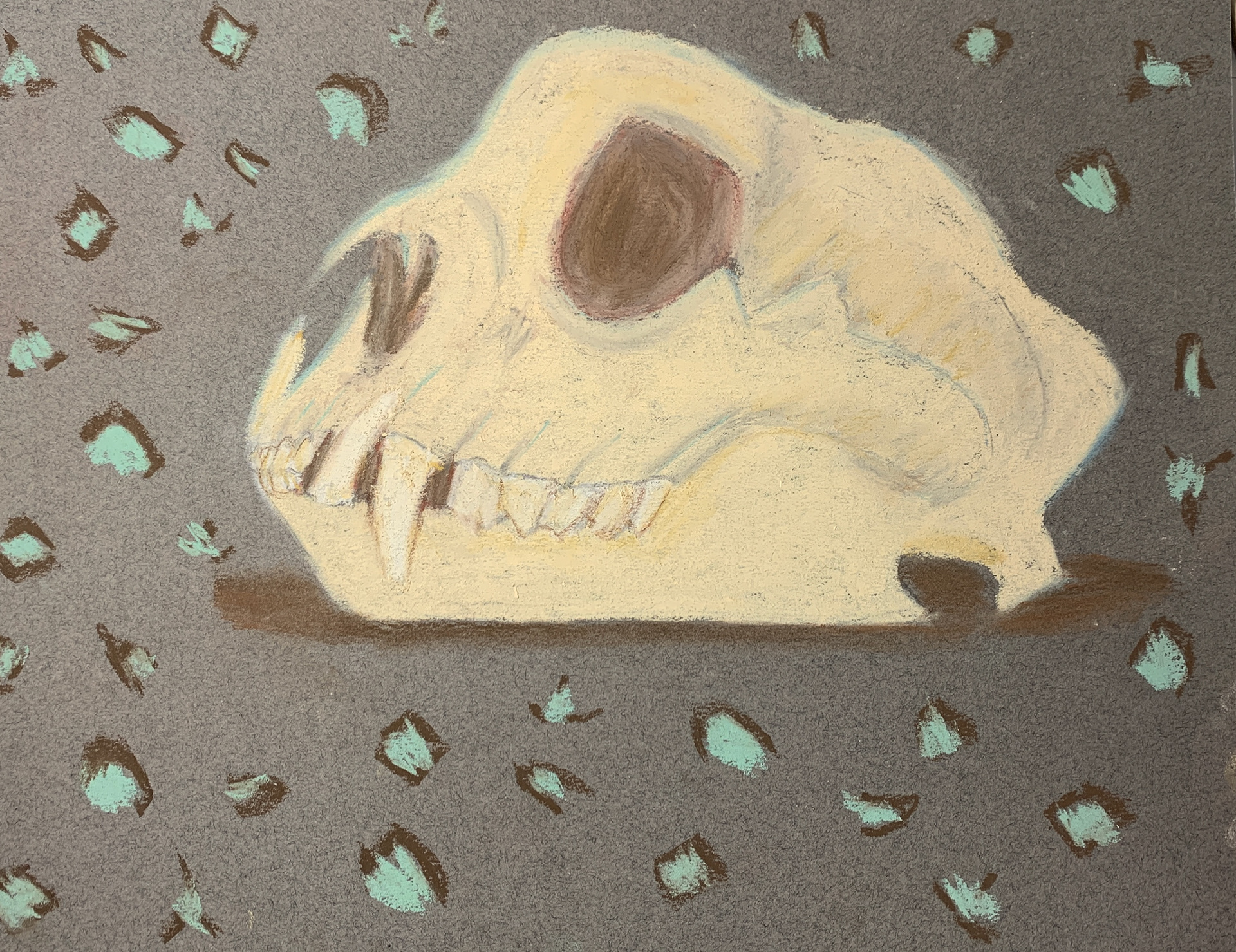 Found Object Snow Leopard Skull Pastel Drawing