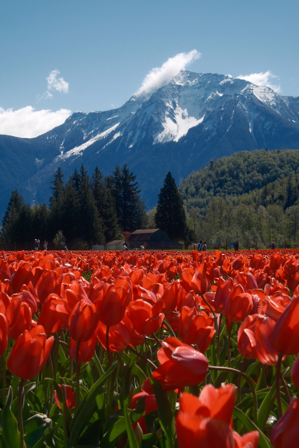 Harrison Tulip Festival, April 2024