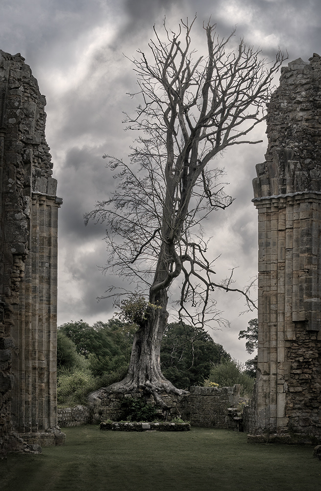 To the Alter of the High Tree ( 2024 )
