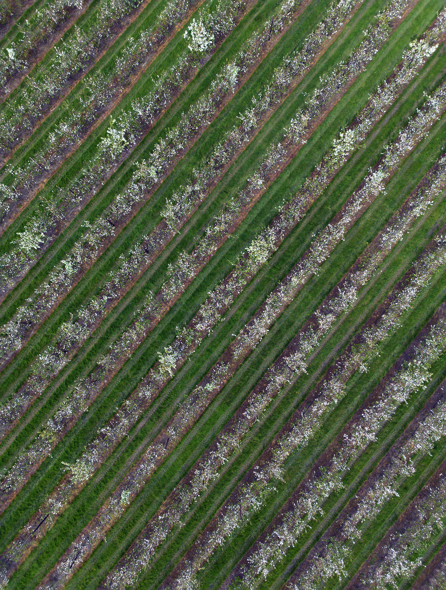 Pluckley Apple Orchard ( 2024 )