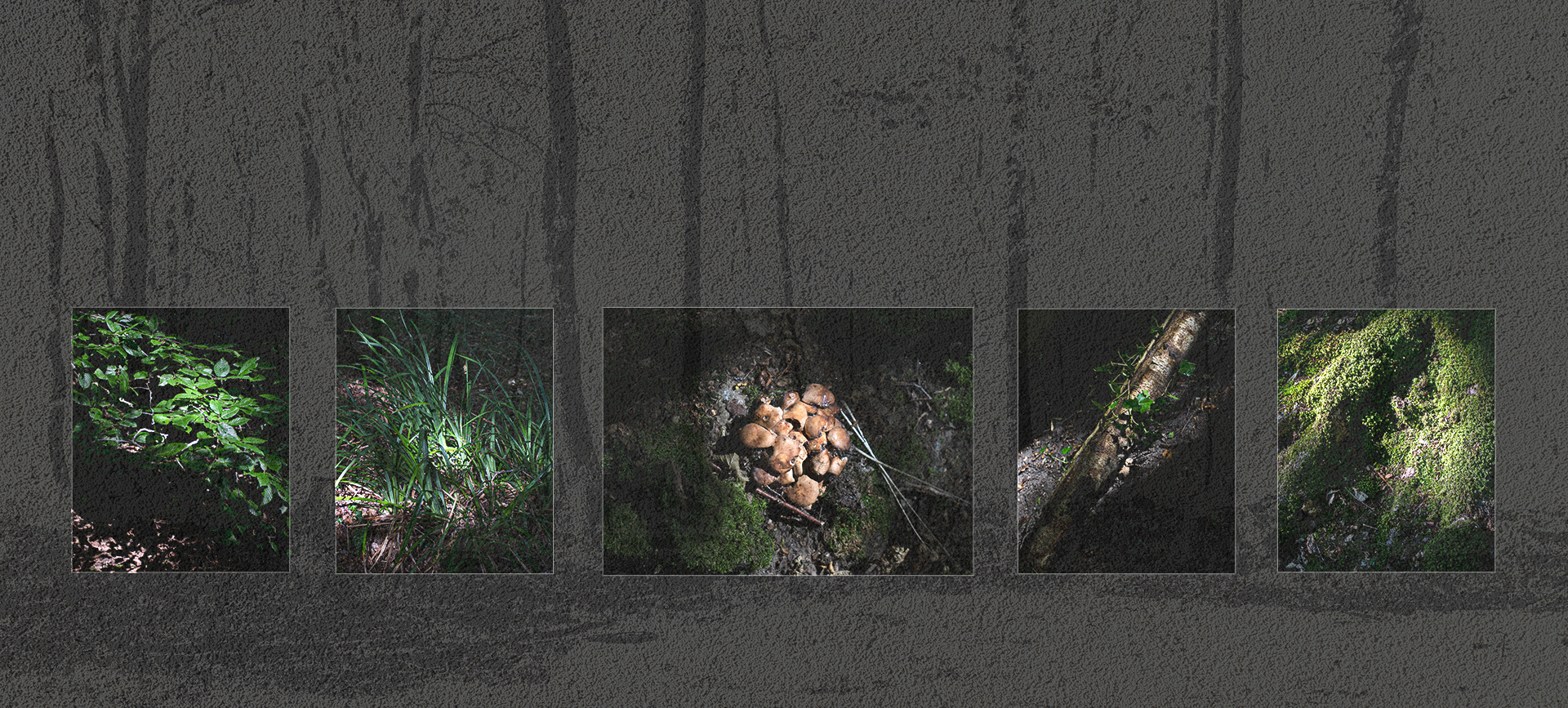 Forest Floor ( 2020 )