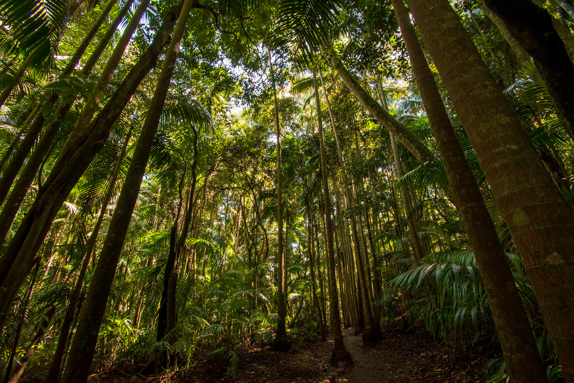Tamborine Rainforest 2022