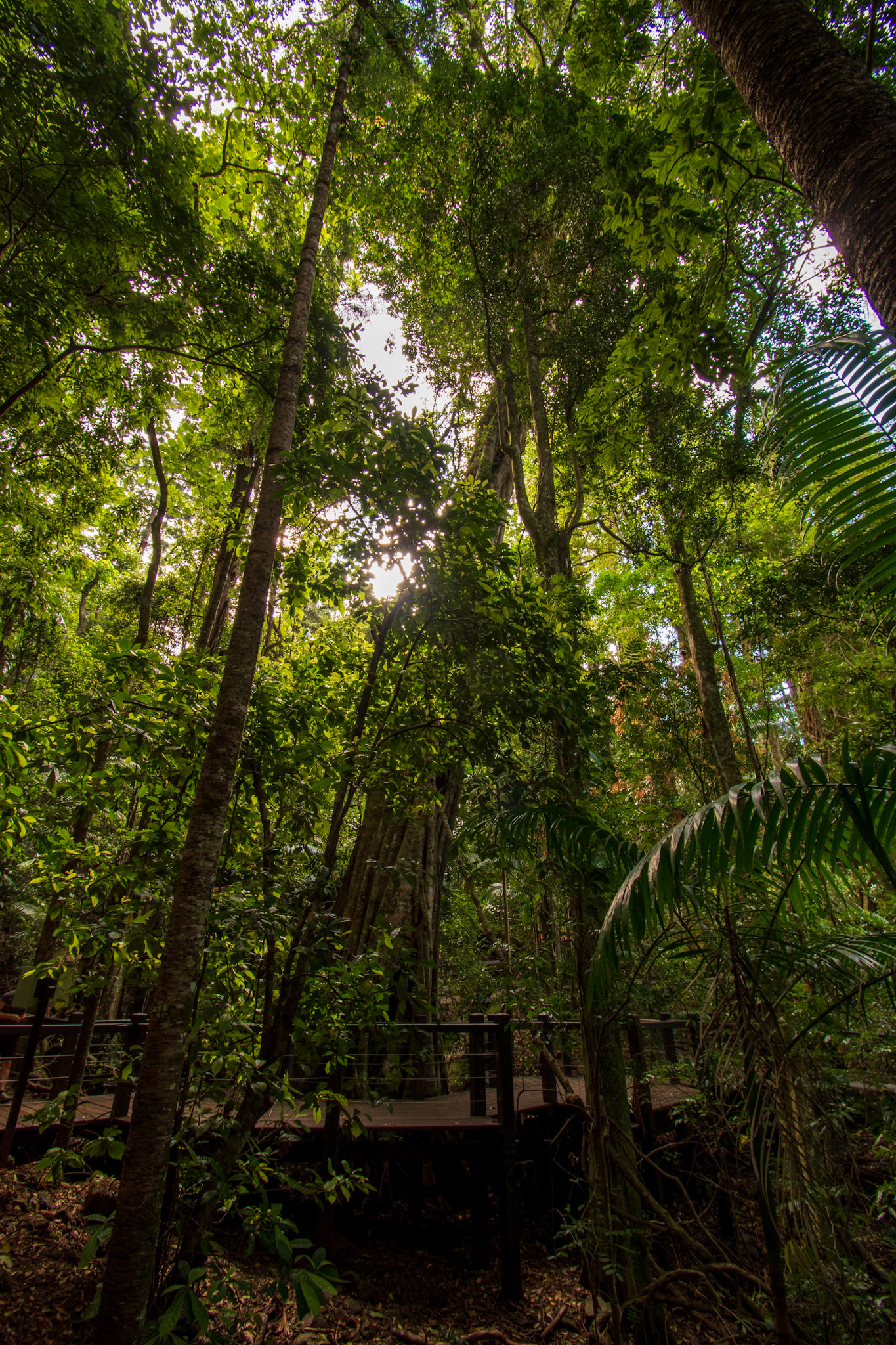 Springbrook National Park 2022