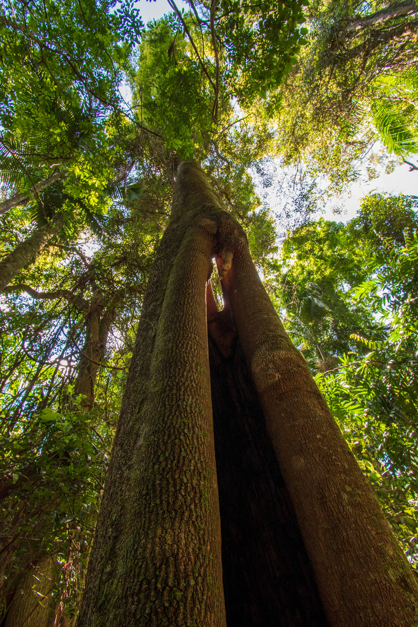 Tamborine Rainforest 2022