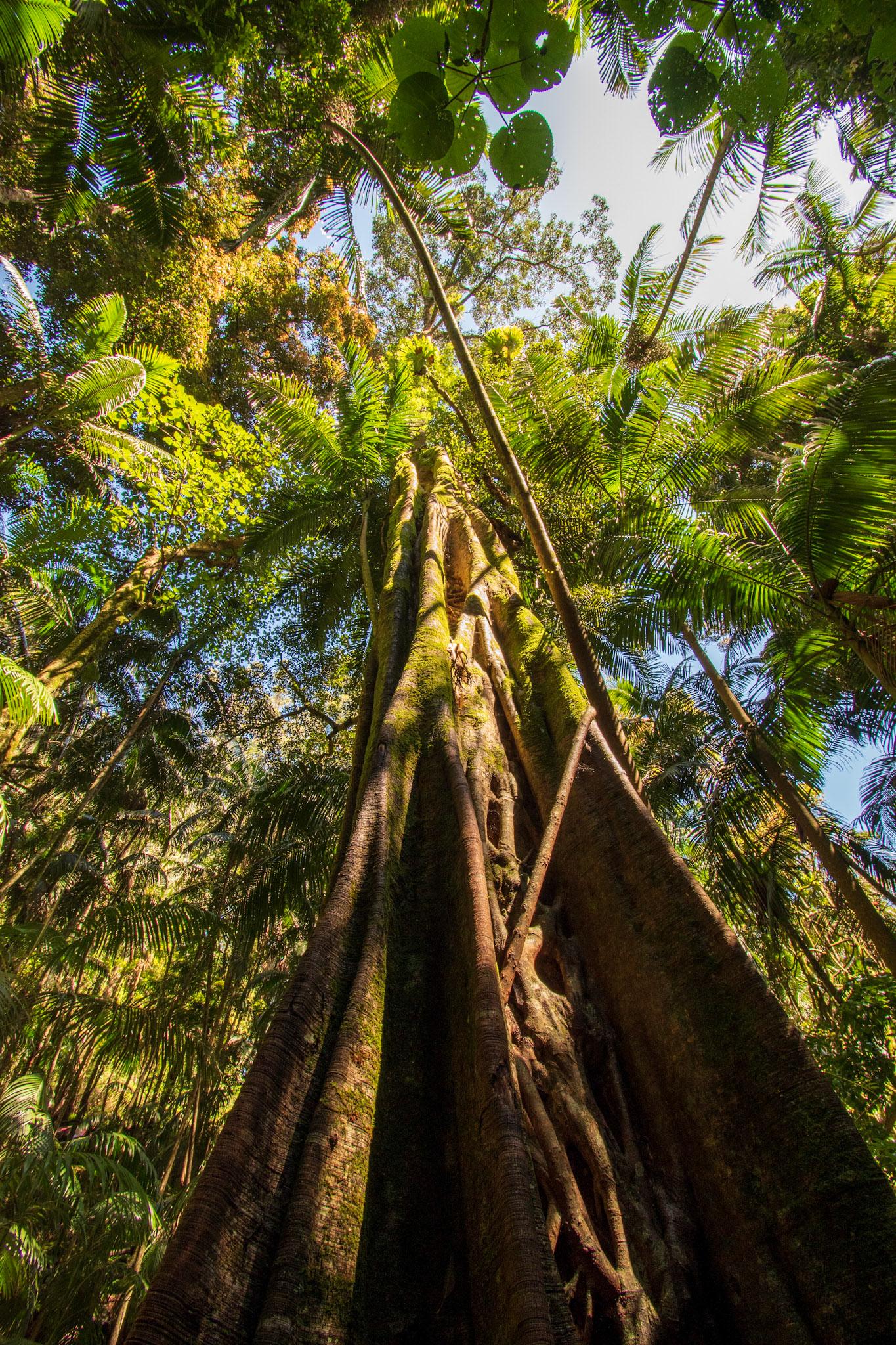 Tamborine Rainforest 2022