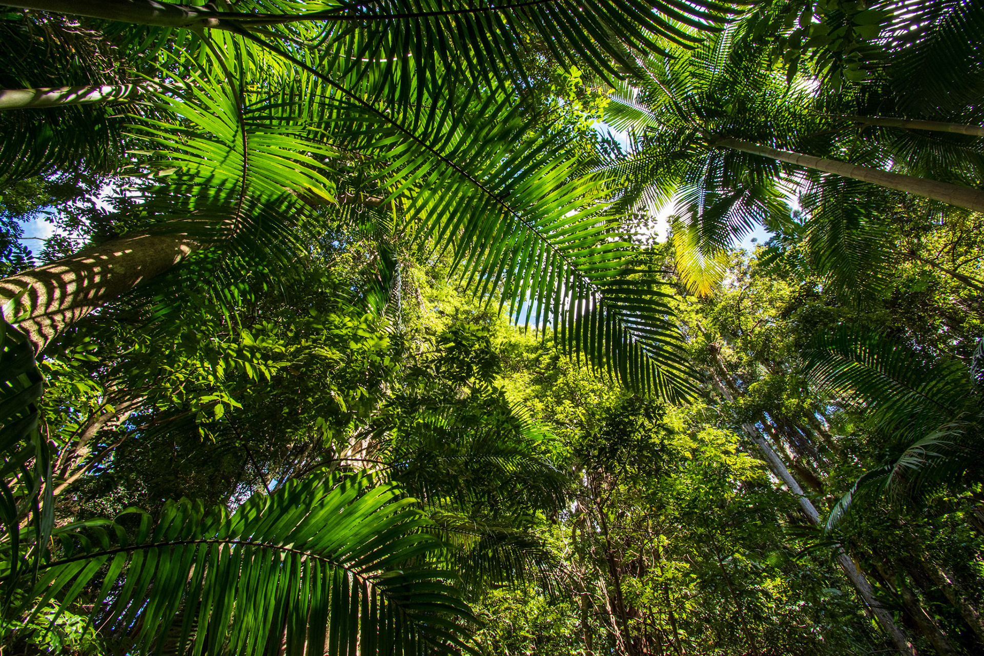 Springbrook National Park 2022