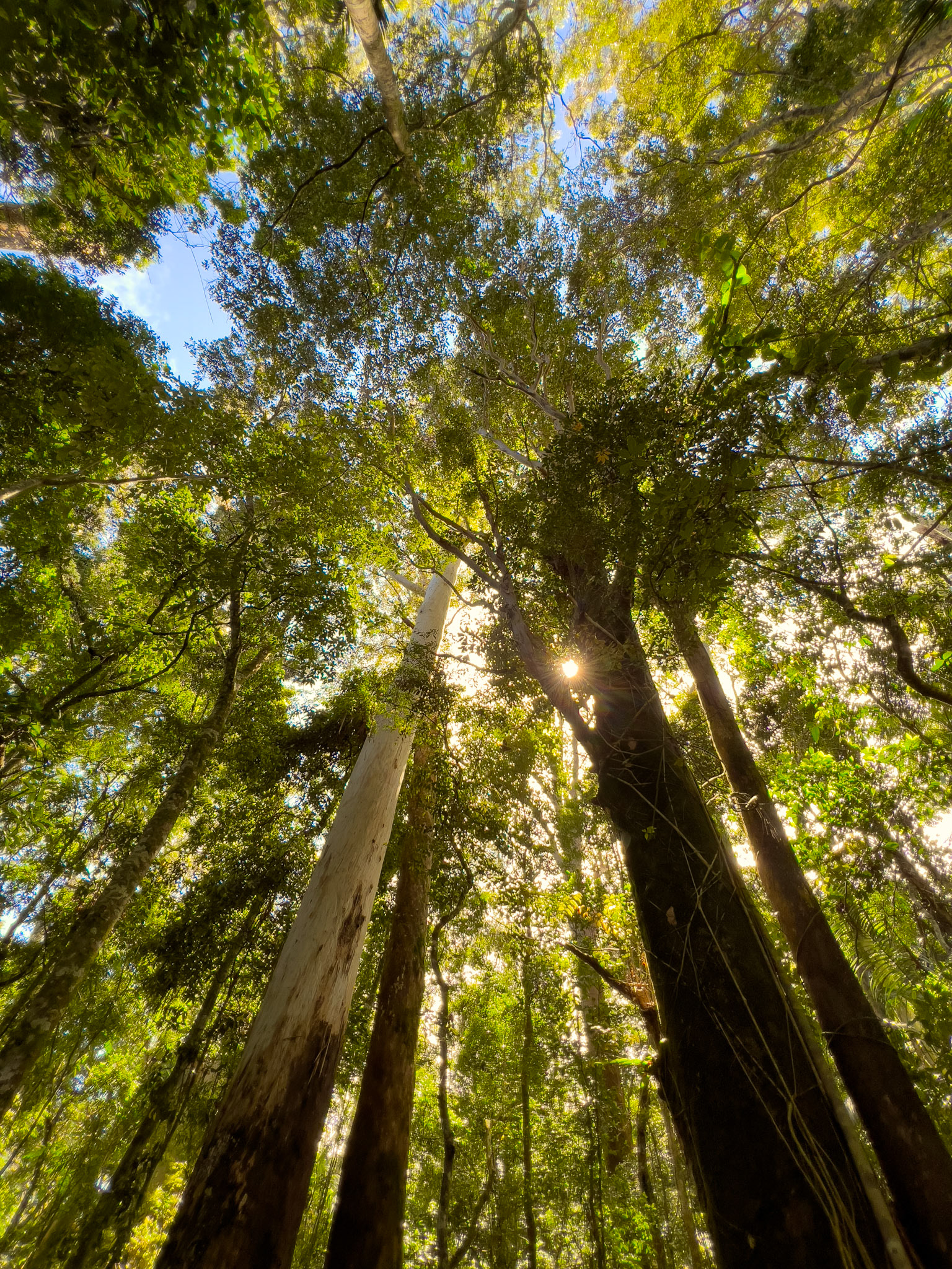 Tamborine Rainforest 2022