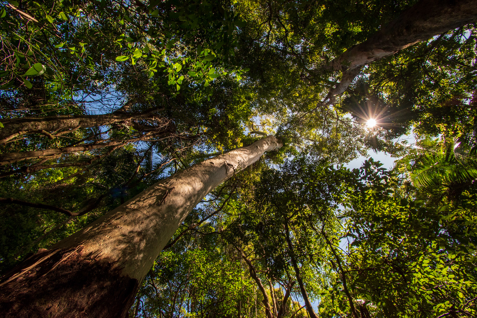 Tamborine Rainforest 2022