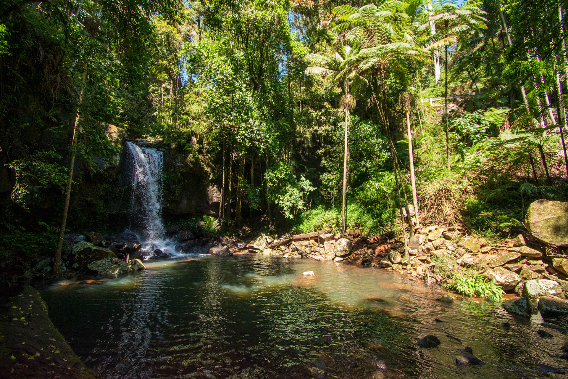 Tamborine Rainforest 2022