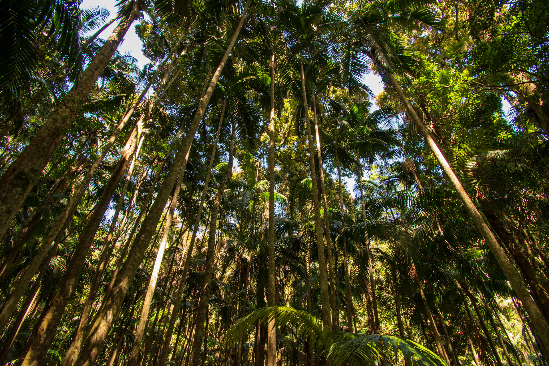 Tamborine Rainforest 2022