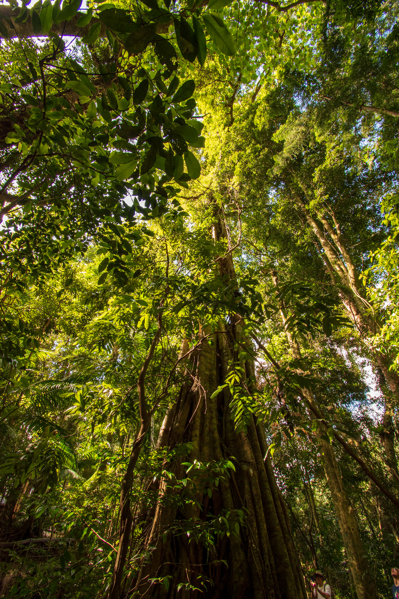 Springbrook National Park 2022