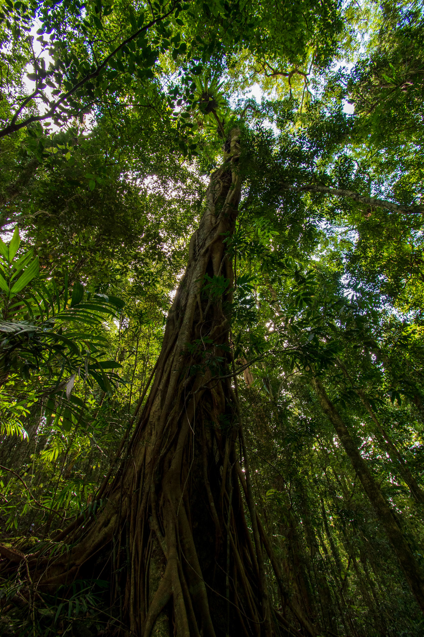 Springbrook National Park 2022