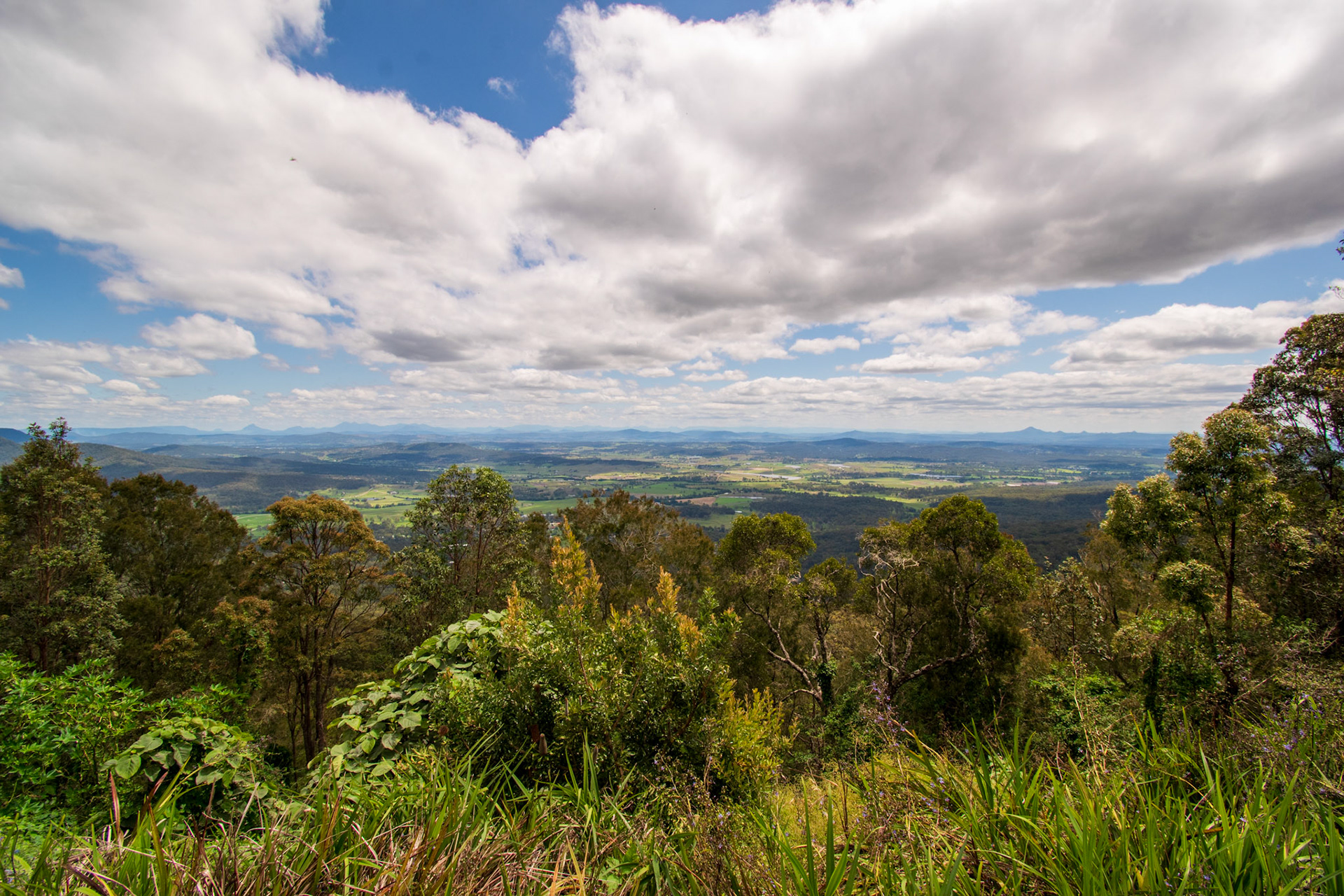 Tamborine Rainforest 2022
