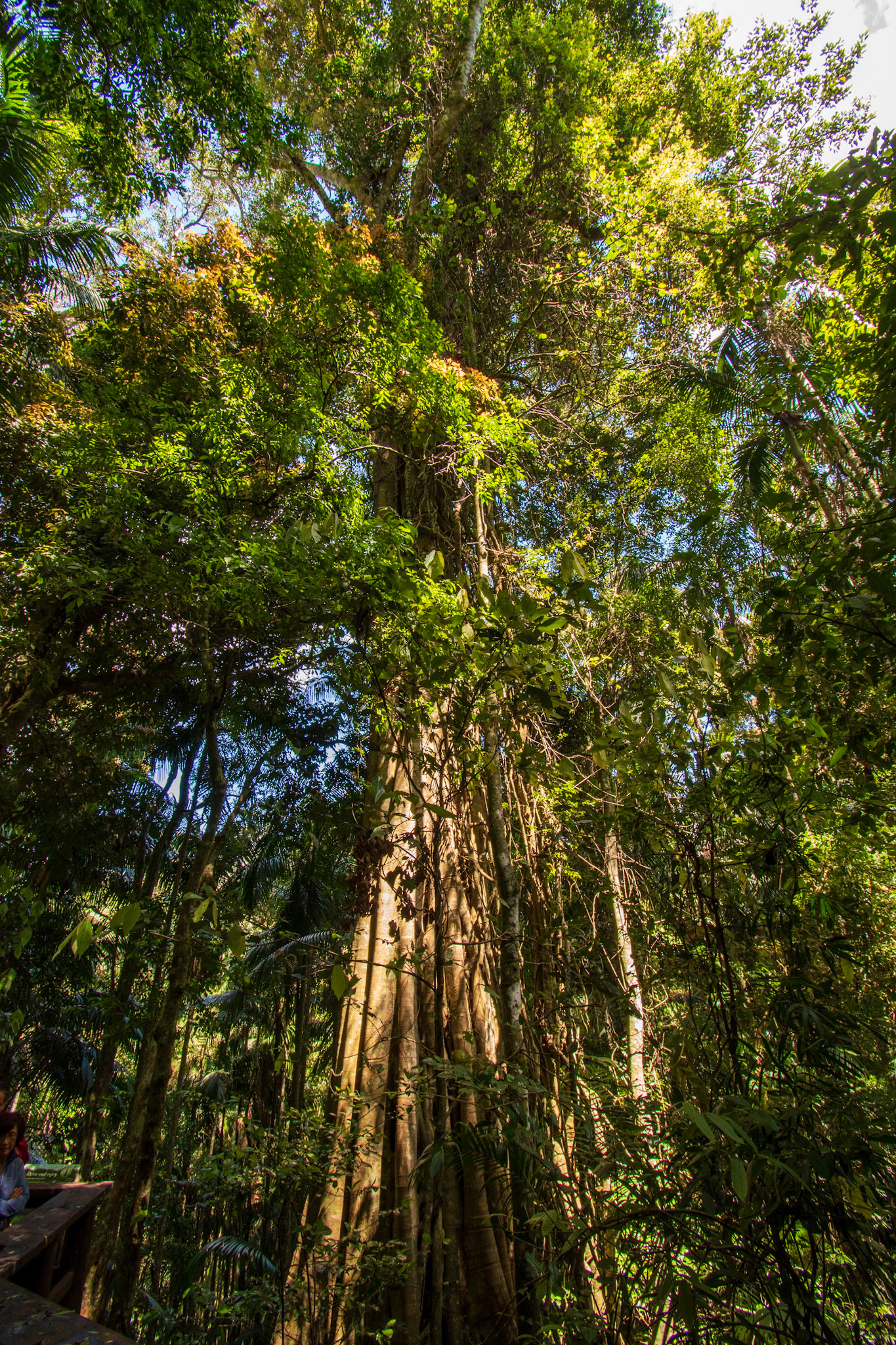 Tamborine Rainforest 2022