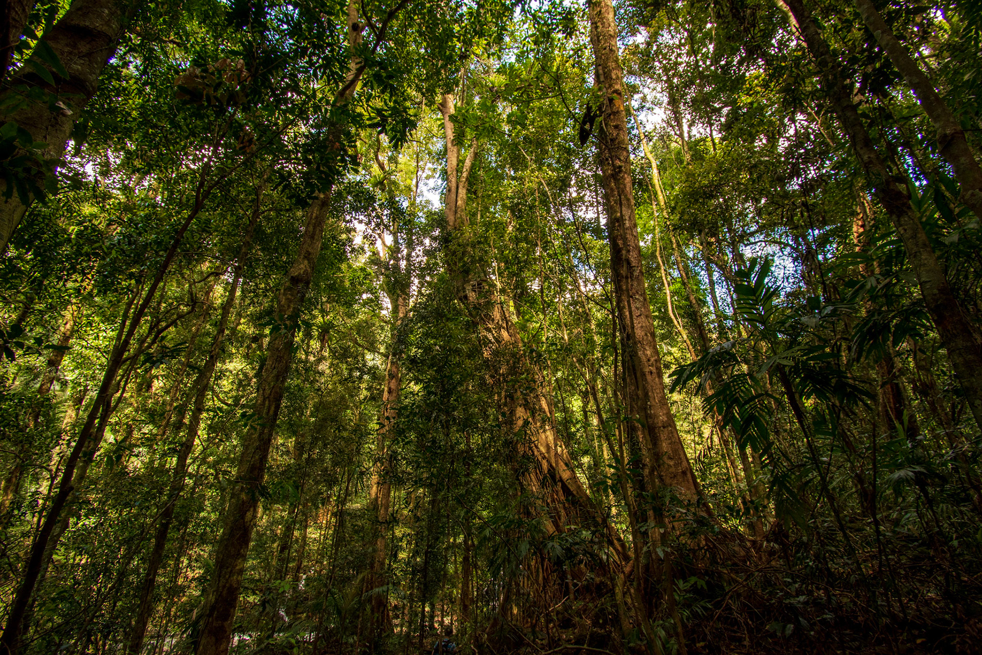 Springbrook National Park 2022