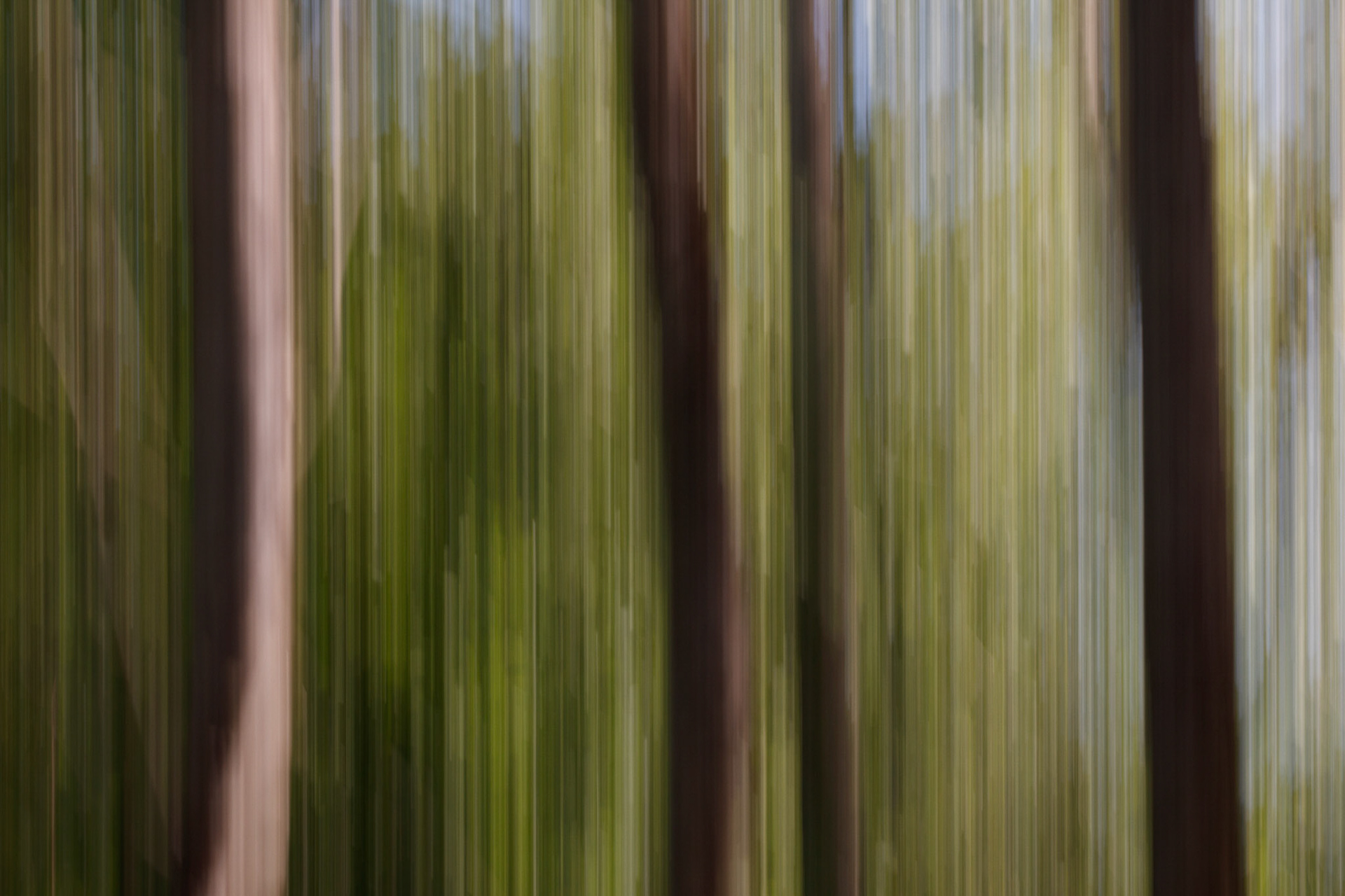 Bosque