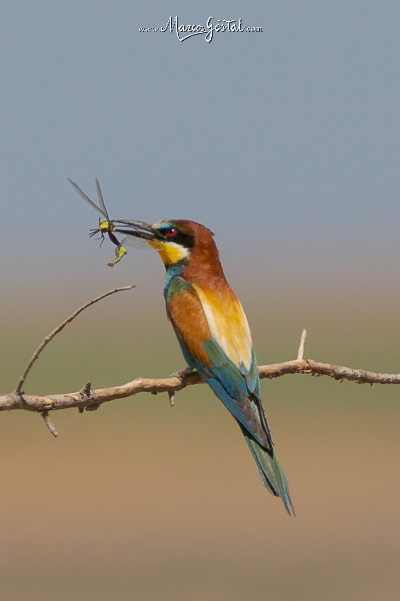 Abejaruco