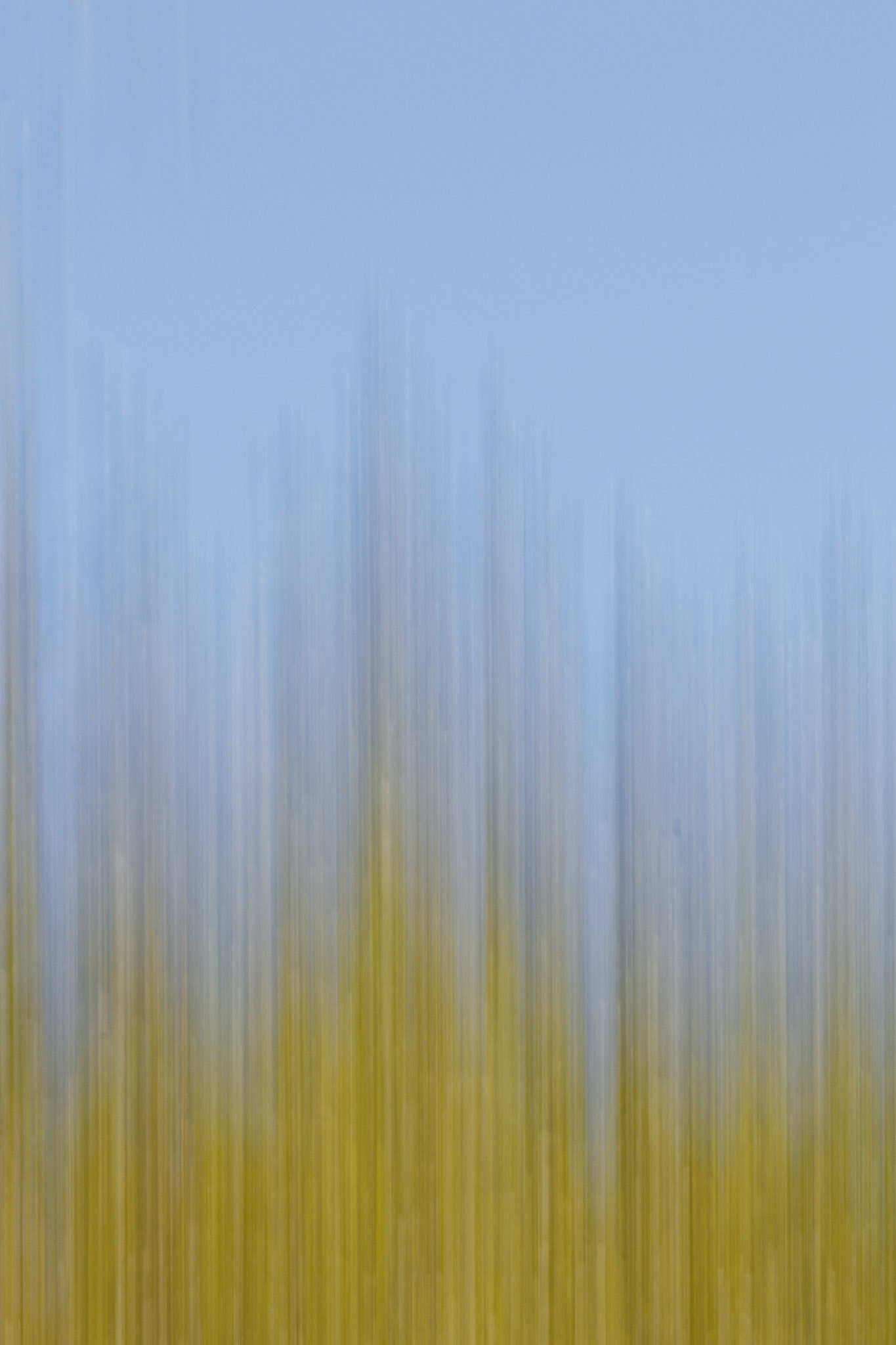 Bosque