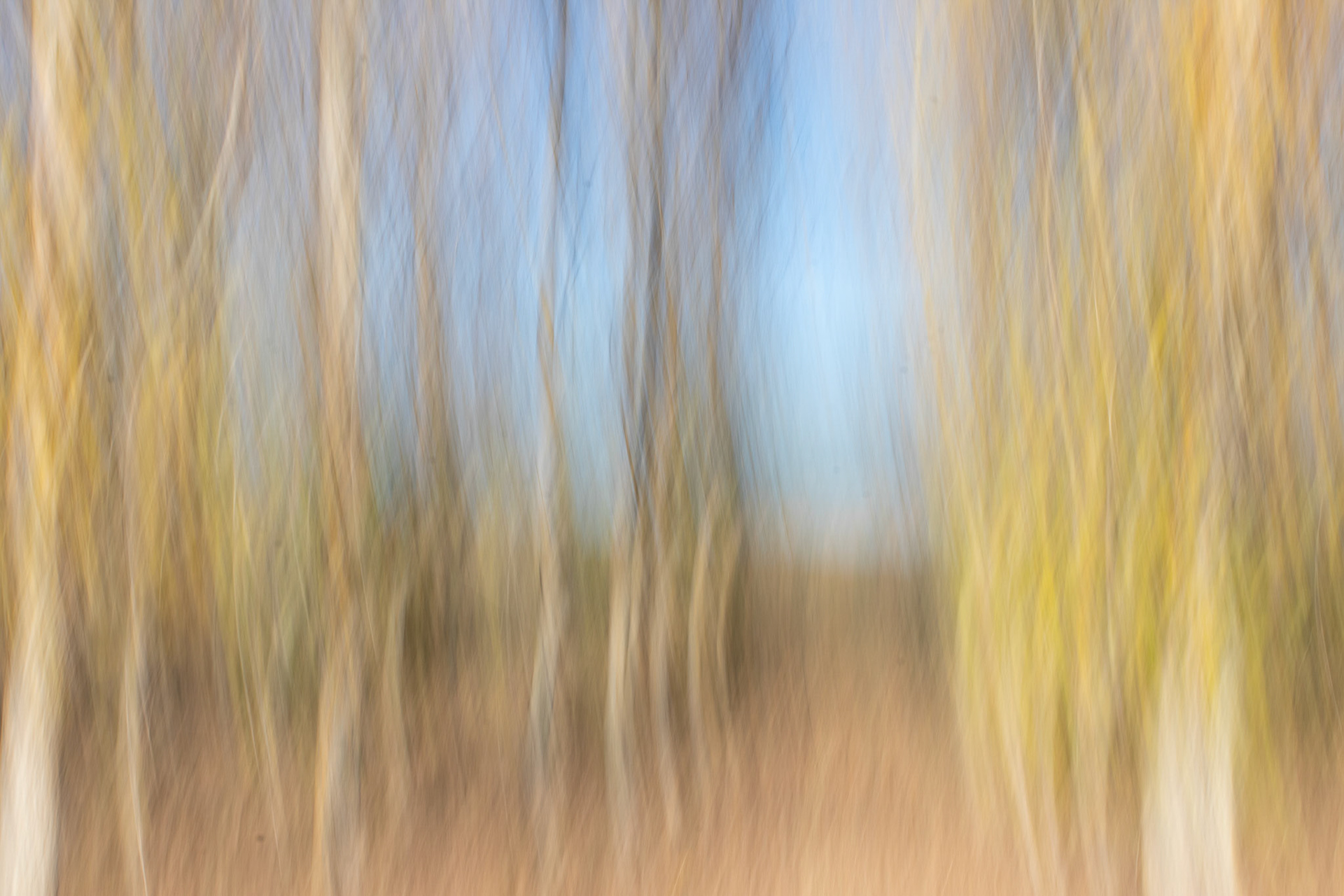 Bosque