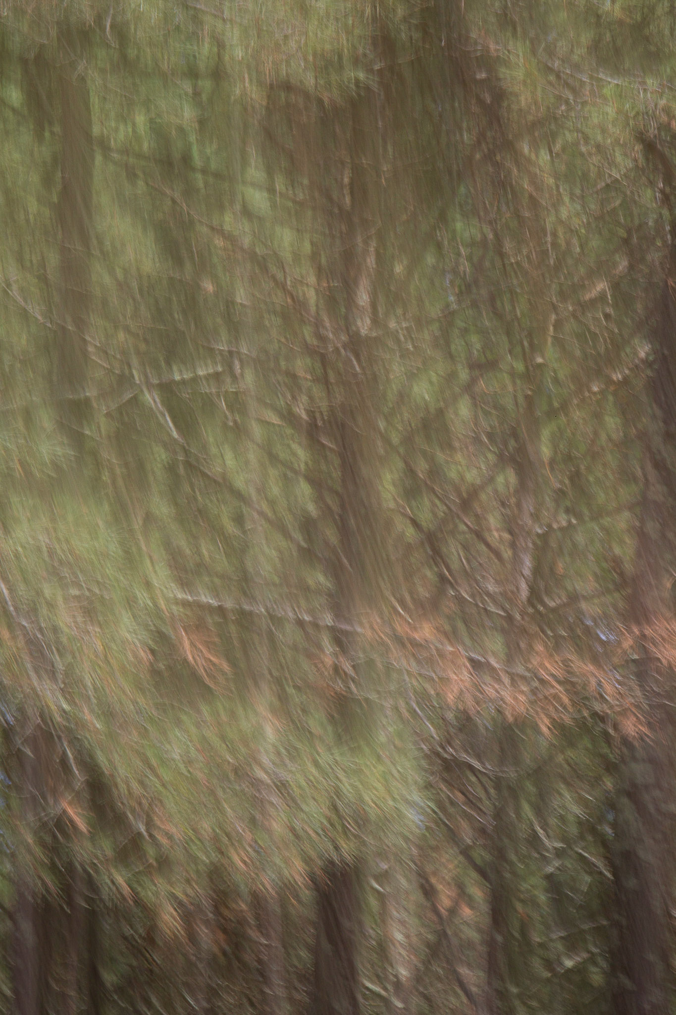 Bosque