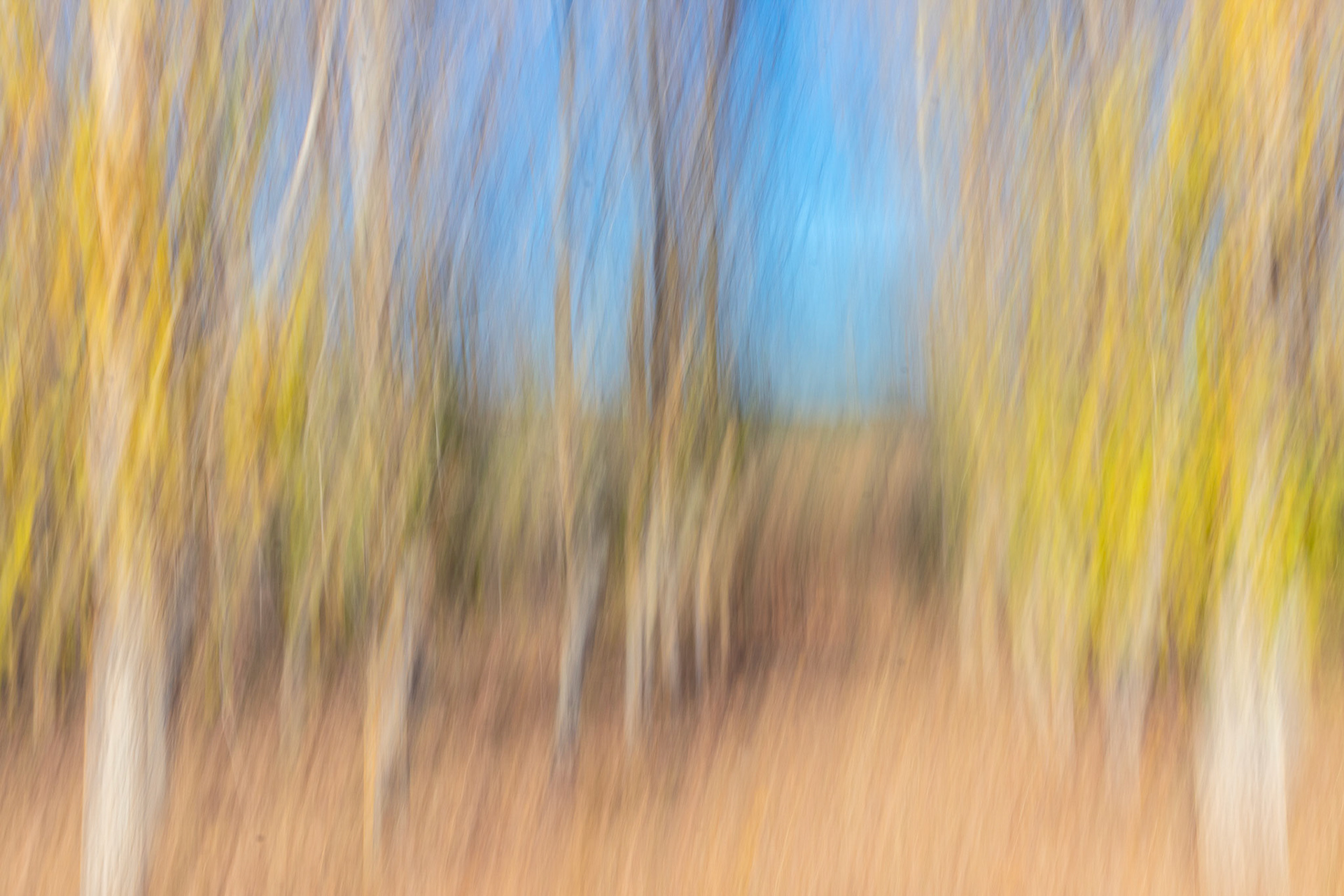 Bosque