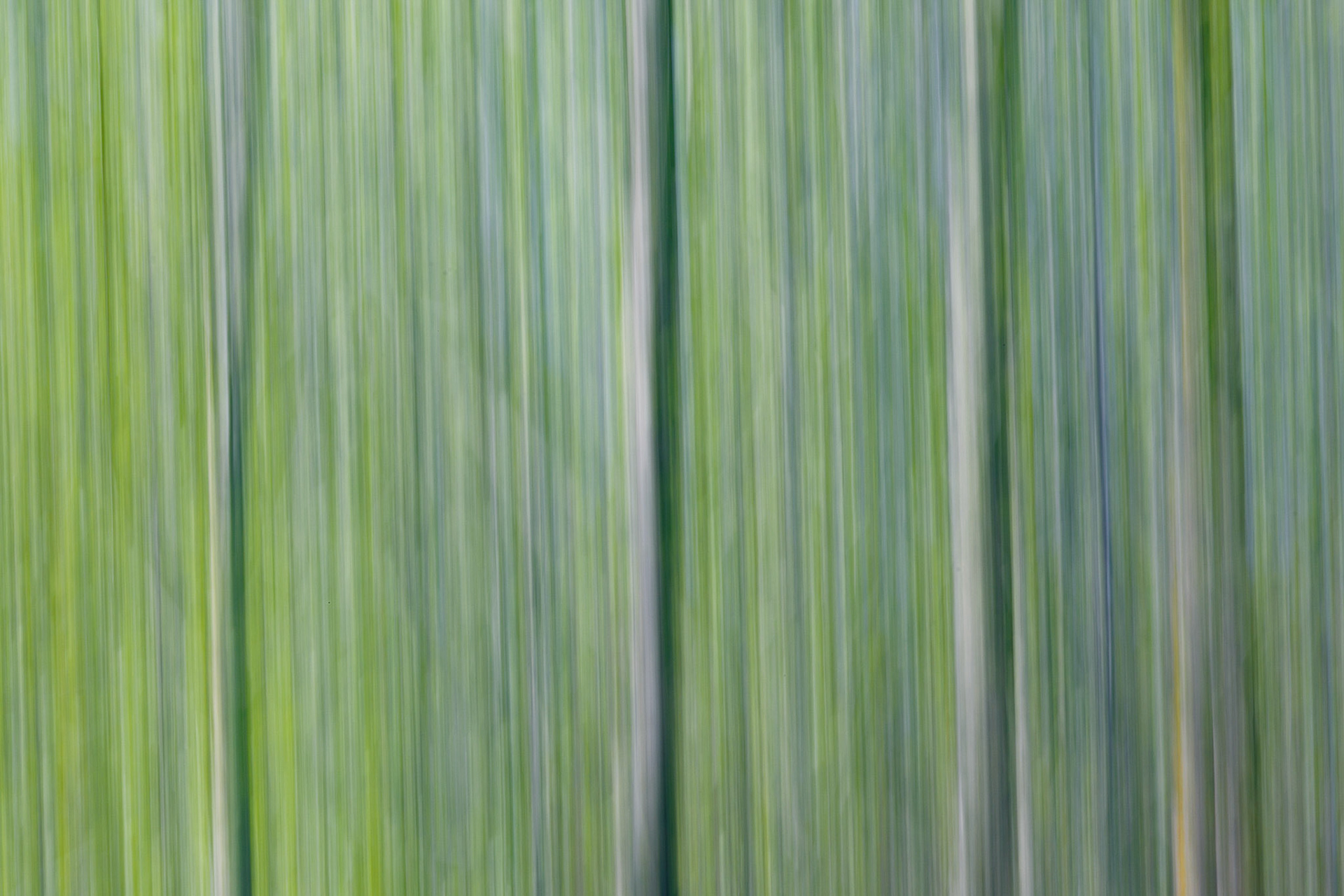 Bosque