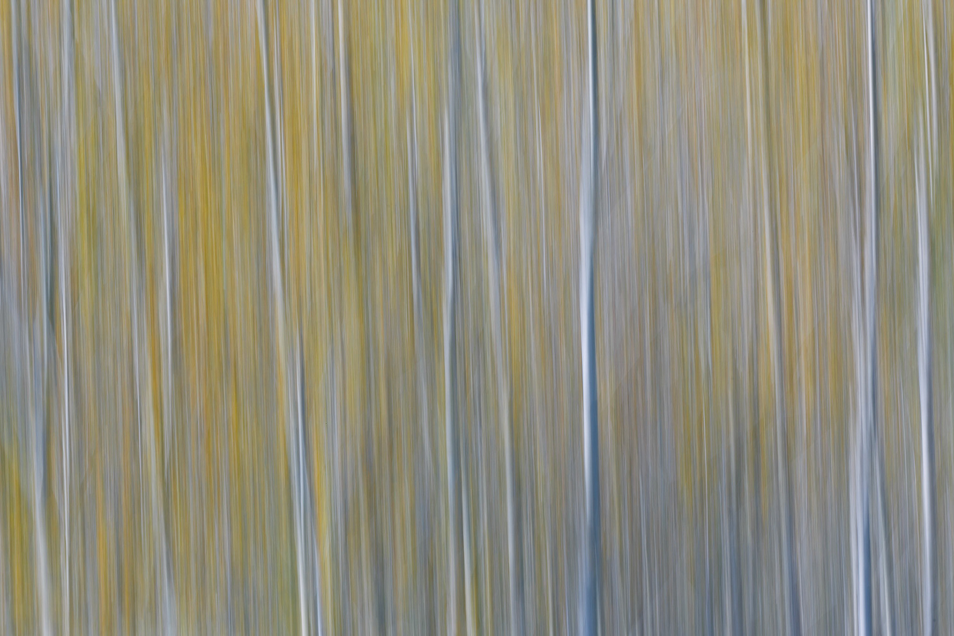 Bosque