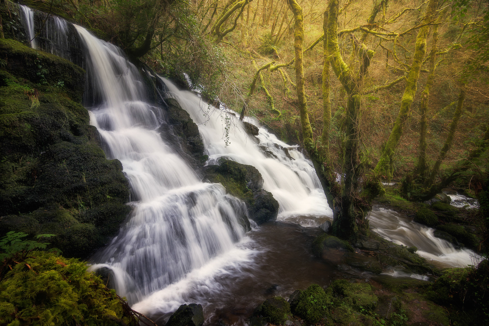 A Rexidoira (Curtis)