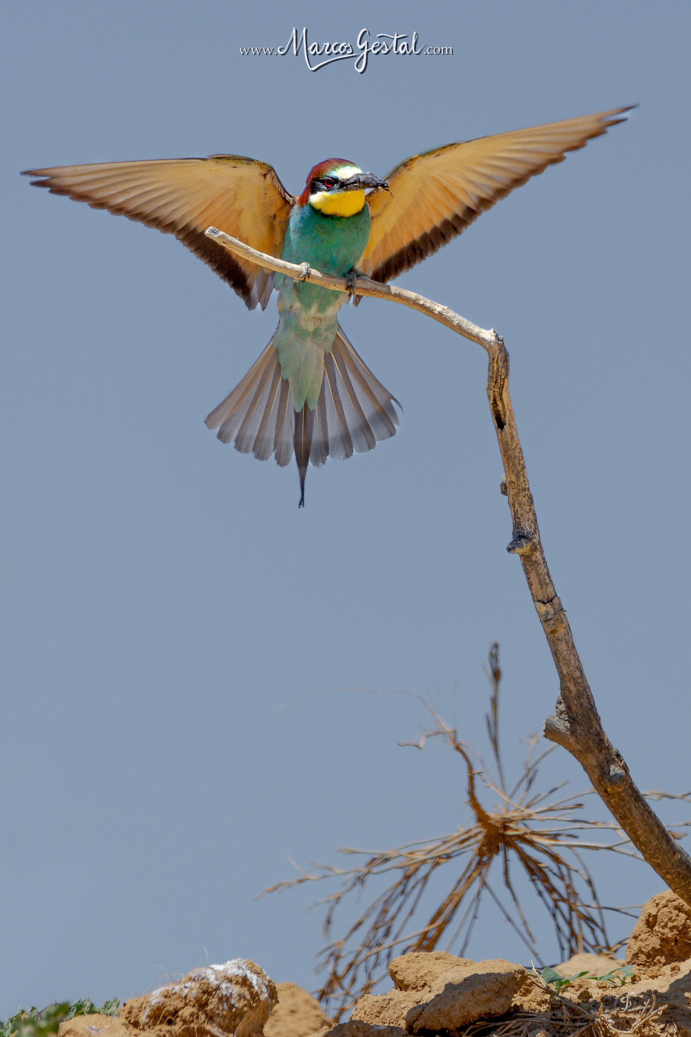 Abejaruco