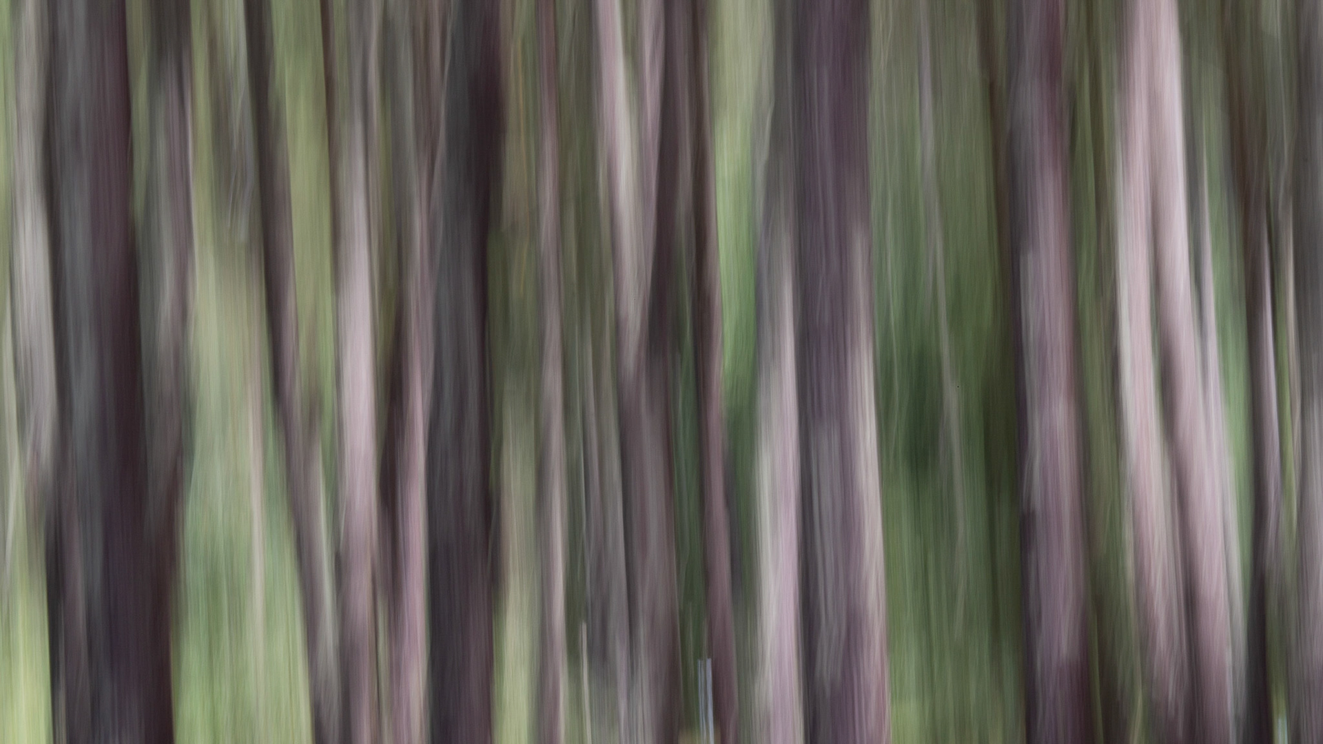 Bosque