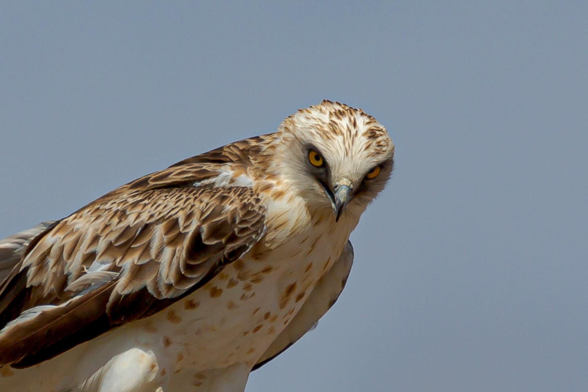 Aguilucho Lagunero