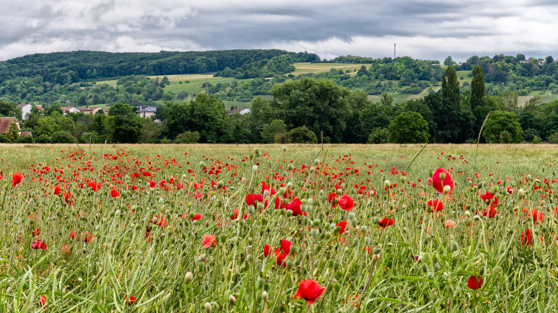 Mohn und Tüllinger Berg