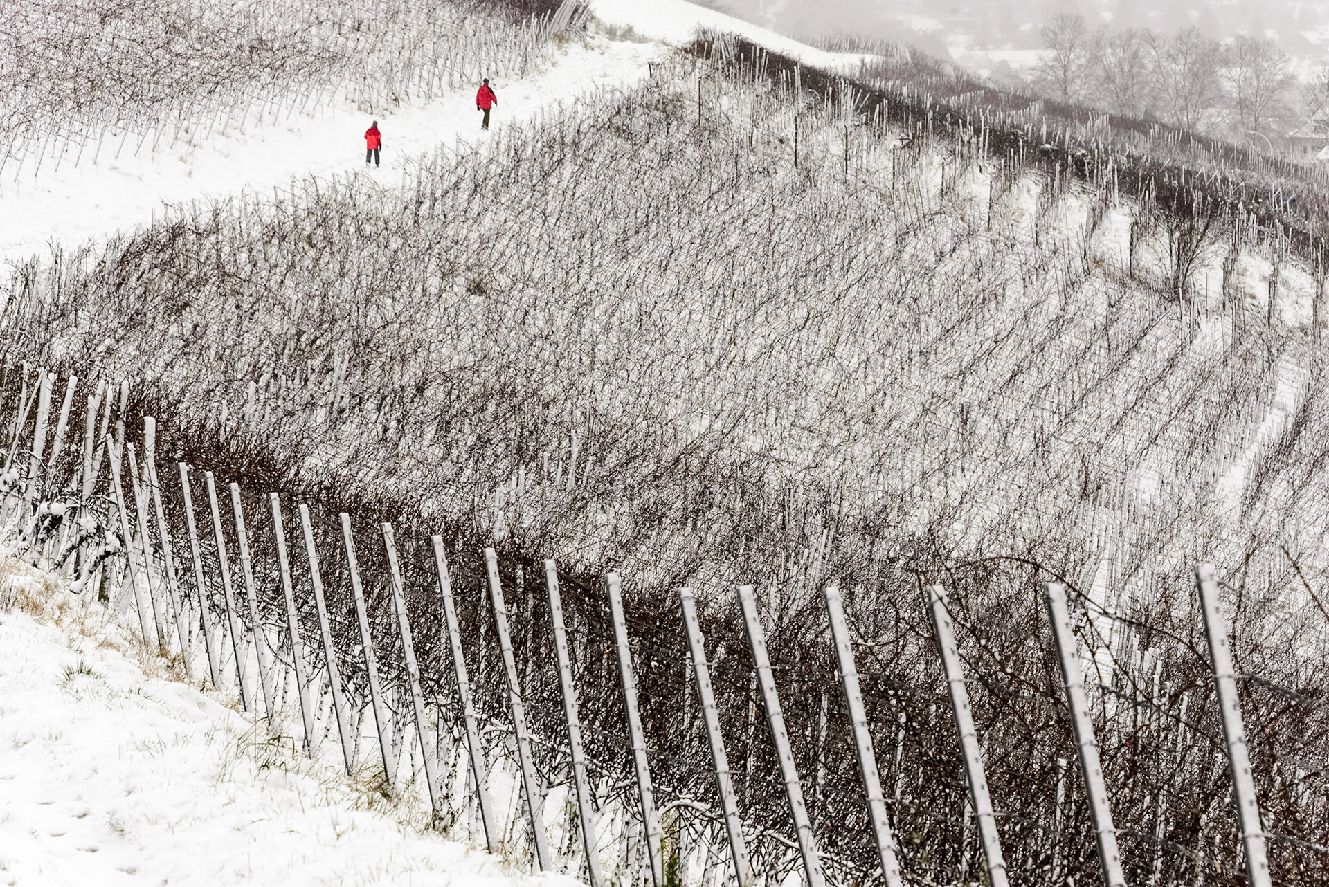 Winter auf der Tüllinger Höhe