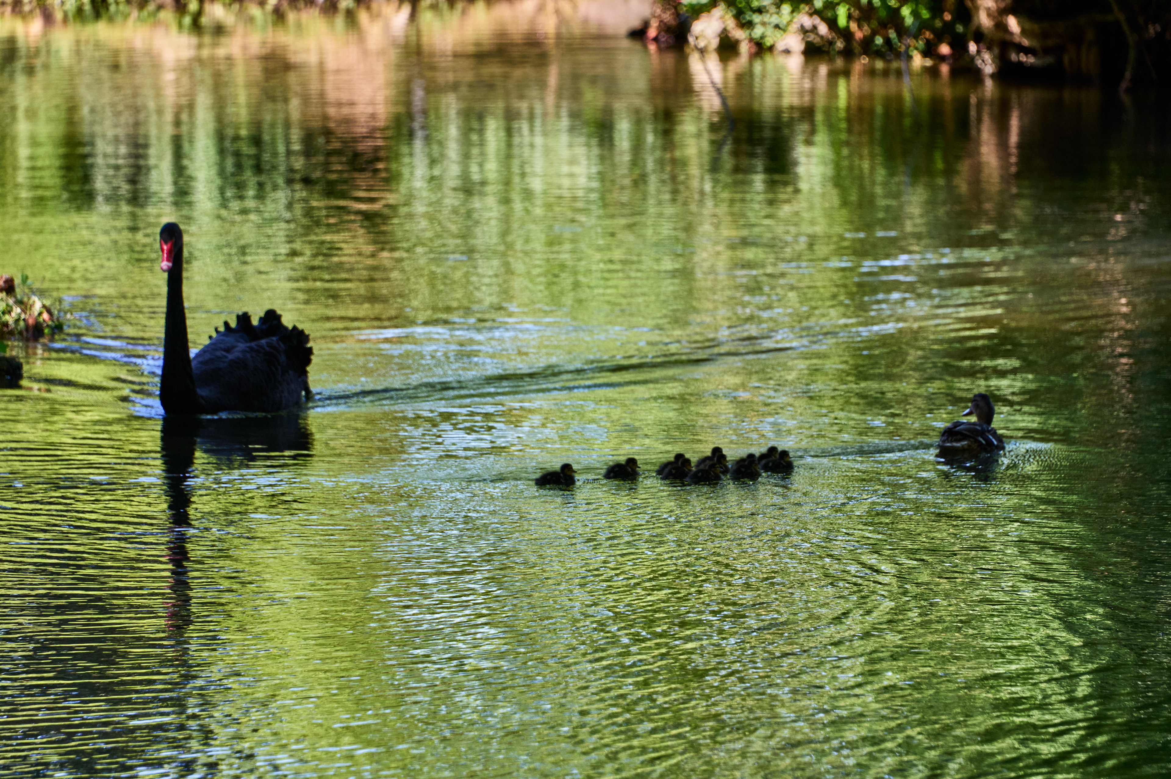 Schwan und Ente im Tierpark Lange Erlen