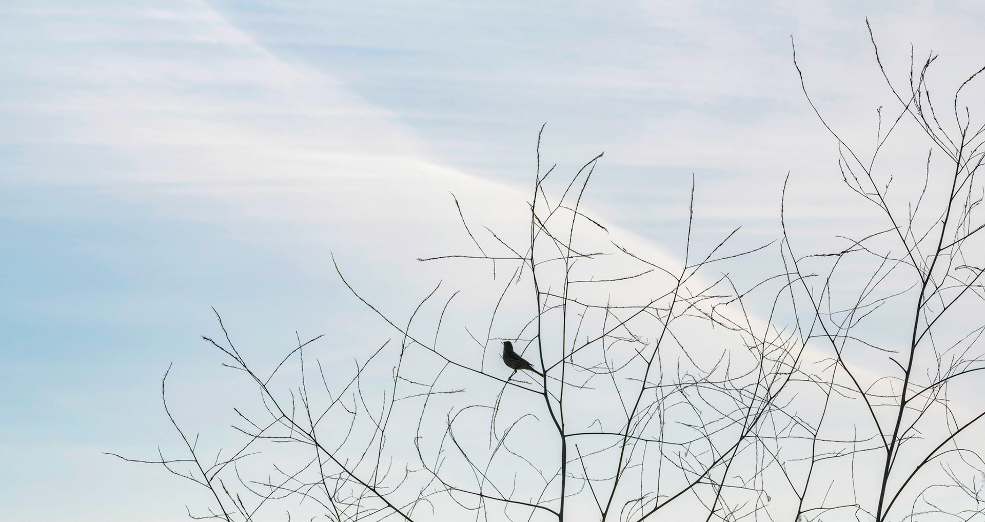 Birds Know How To Manage