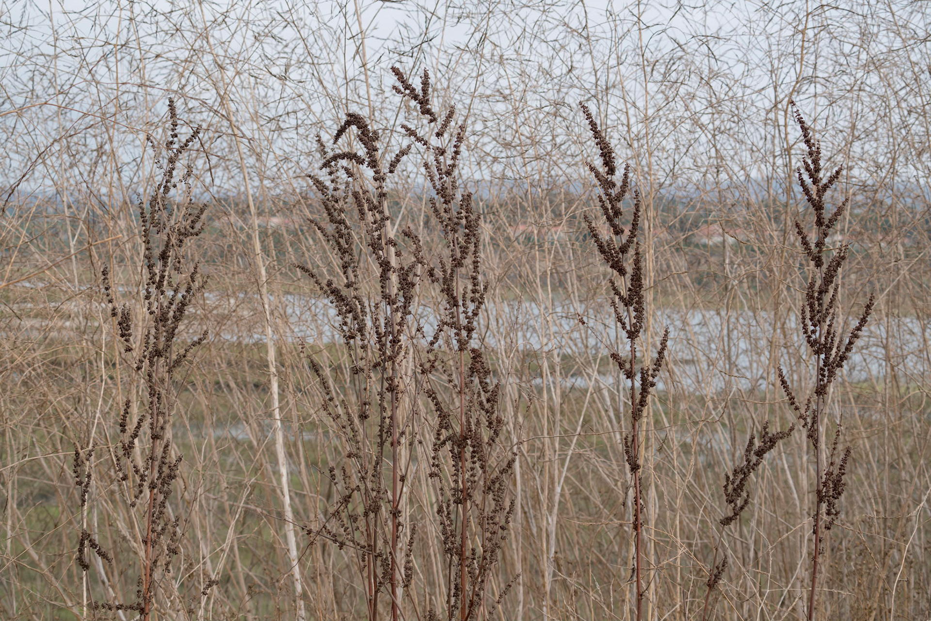 Upper Newport Bay Nature Preserve
