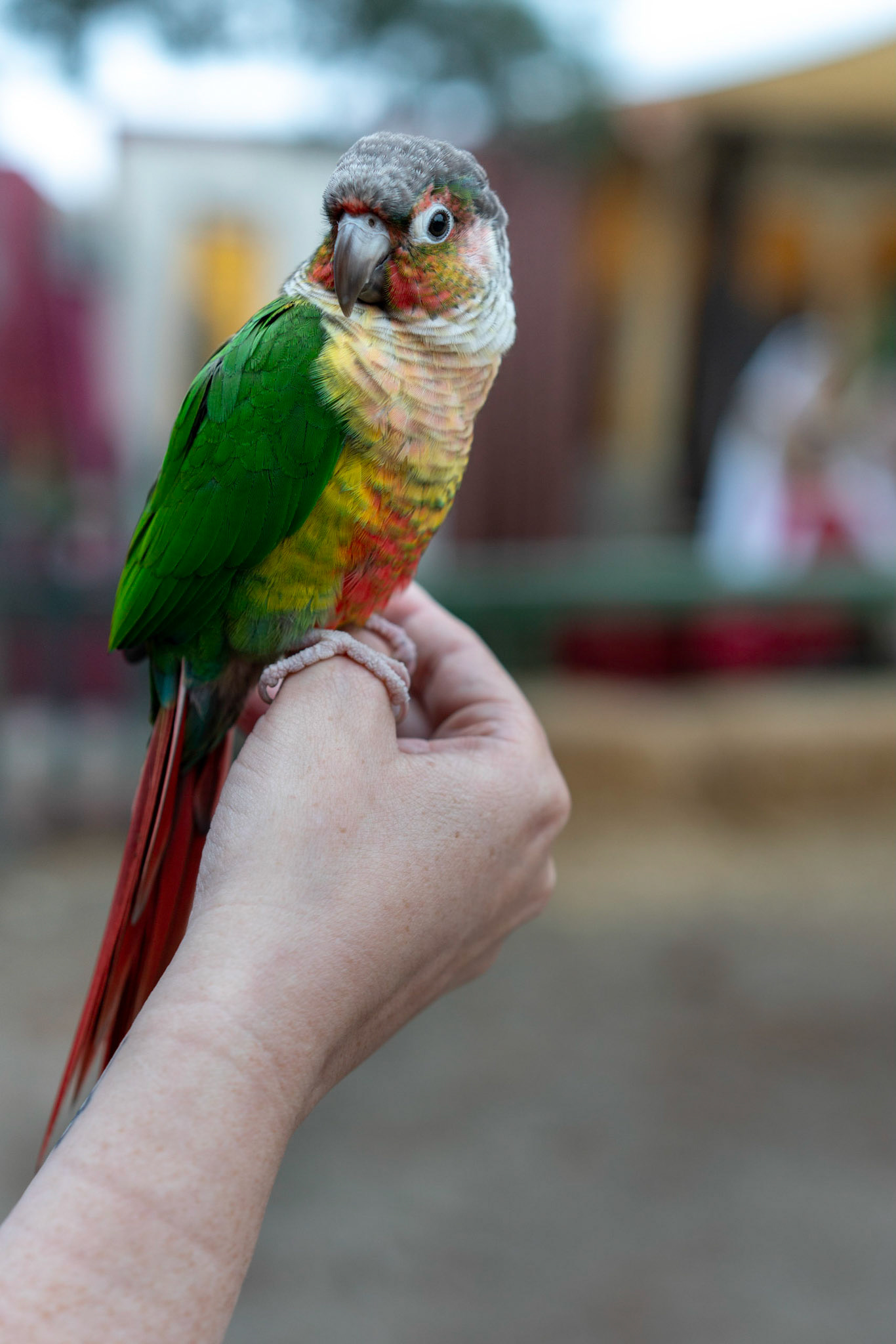 Resting Parrot on Human Hand