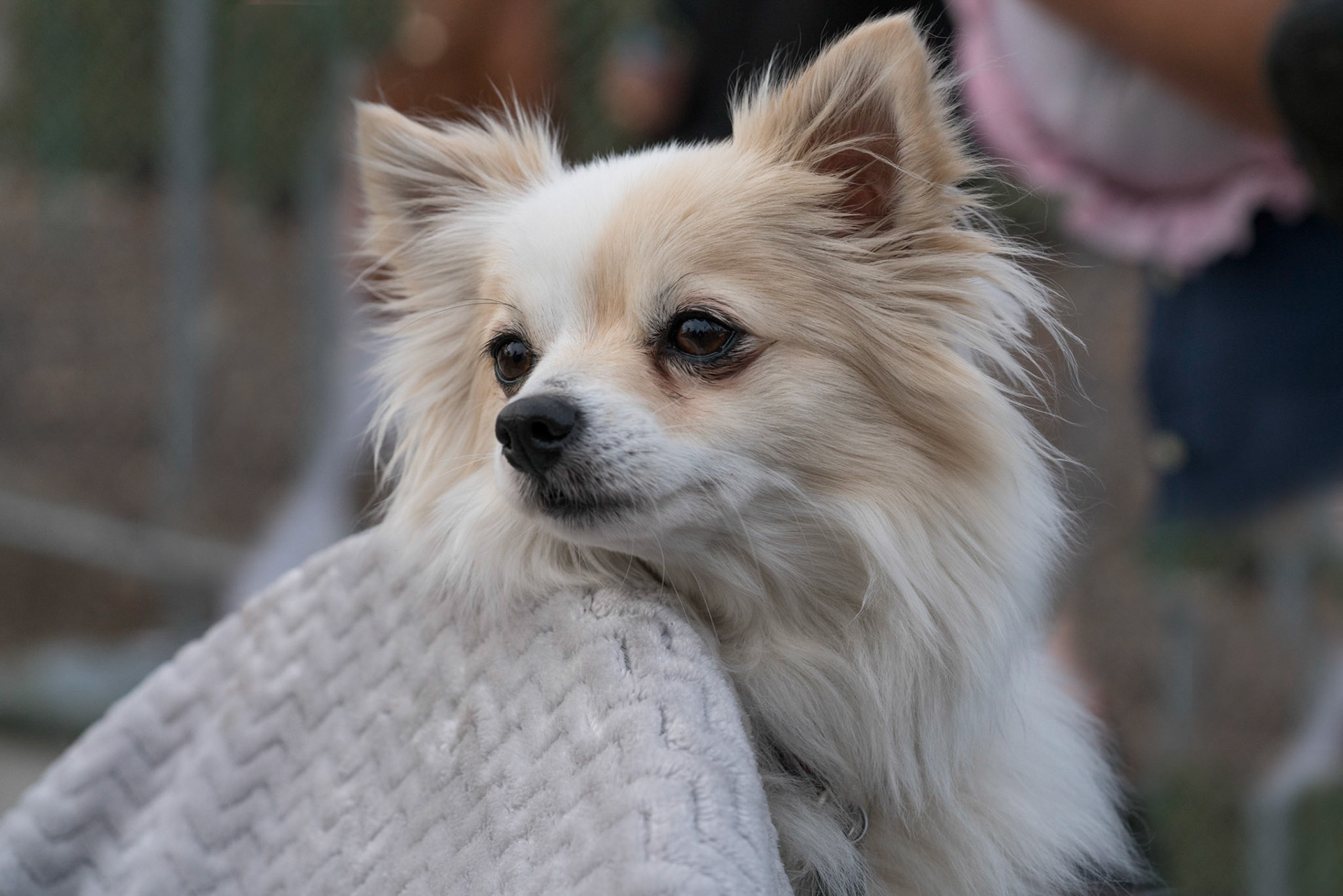 2018 Tournament of Roses Parade